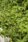 Garden yellowrocket